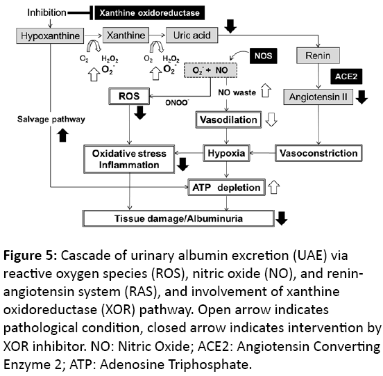 clinical-experimental-nephrology-Cascade-urinary-albumin