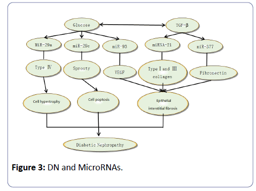 clinical-experimental-nephrology-DN-MicroRNAs