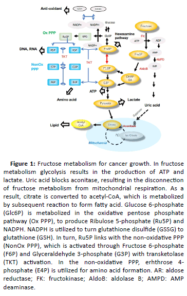 clinical-experimental-nephrology-Fructose-metabolism