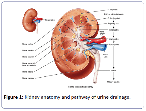 cow kidney diagram