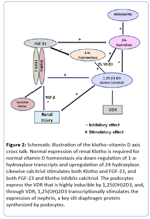 clinical-experimental-nephrology-Schematic-illustration