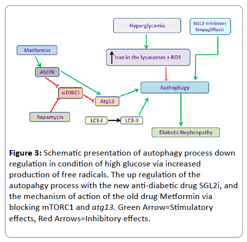 clinical-experimental-nephrology-autophagy-process