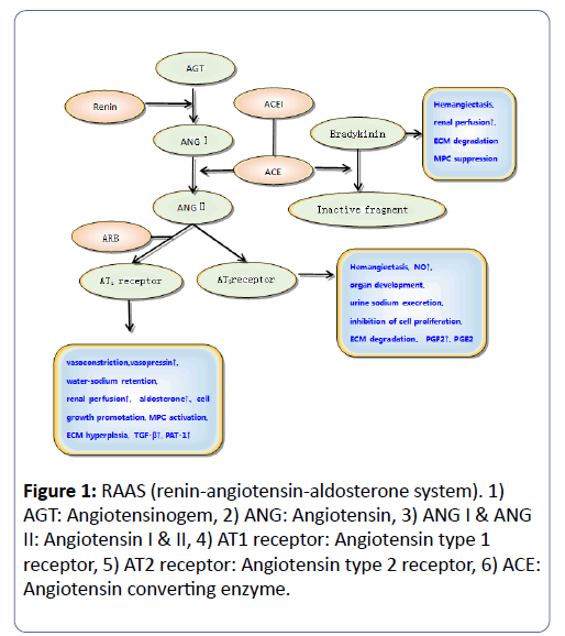 clinical-experimental-nephrology-renin-angiotensin