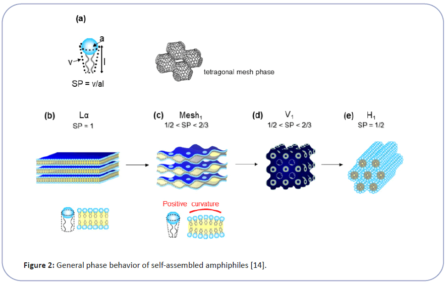 clinical-experimental-phase